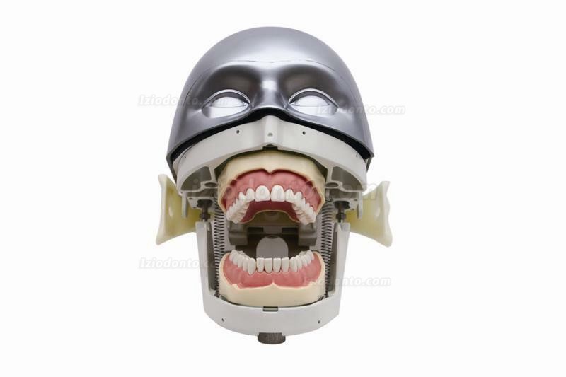 Jingle JG-C4 Manequim Cabeca Para Dentista Manequim Odontologico Typodont Compatível com Nissin Kilgore / Frasaco